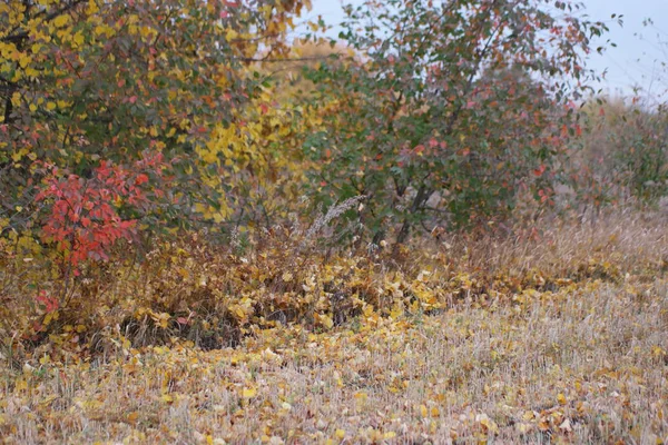 野生の梅の枝に秋の赤と黄色の葉 — ストック写真