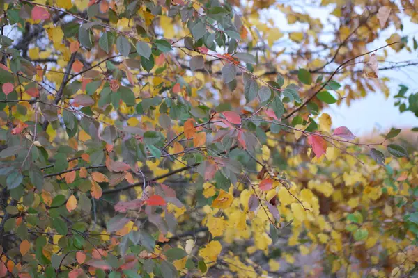 Herbstliche Rote Und Gelbe Blätter Den Zweigen Der Wilden Pflaume — Stockfoto