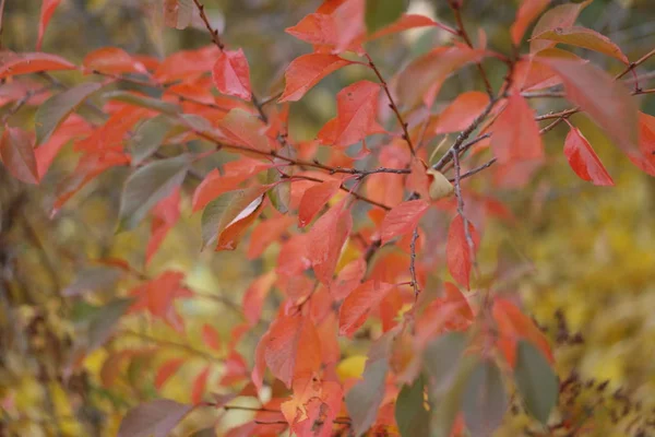 野李子枝条上的秋天红黄相间的叶子 — 图库照片