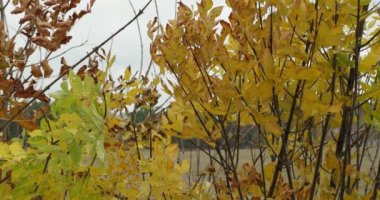 Sonbahar çimenleri yağmur sırasında kesilmiş bir buğday tarlasının arka planına karşı