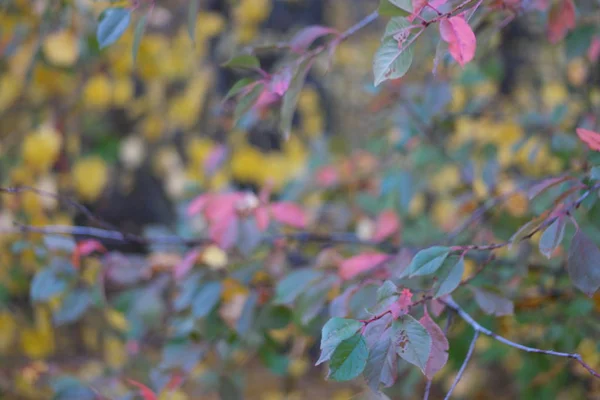 colorful yellow autumn leaves in the forest