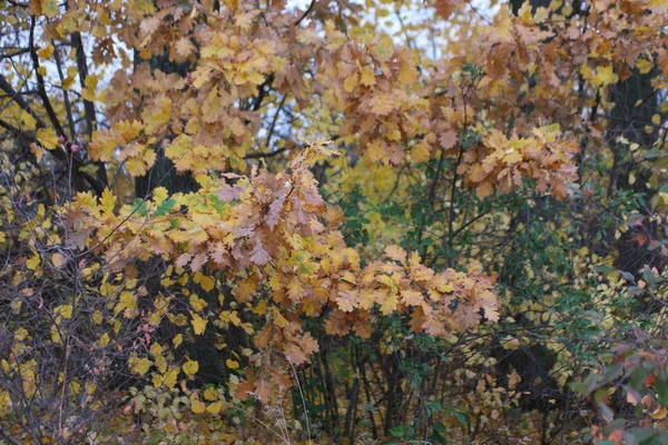 Красочные Желтые Осенние Листья Лесу — стоковое фото