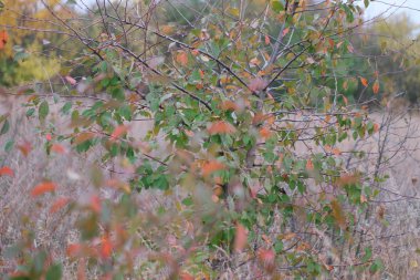 colorful yellow autumn leaves in the forest