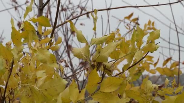 Kleurrijke Gele Herfstbladeren Het Bos — Stockvideo
