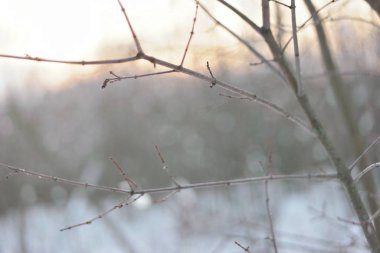 Kış günbatımının arka planında bir ağacın dalı