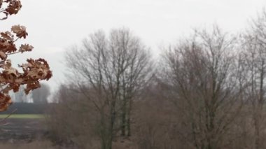 Ağaç dalları kış göğüne karşı