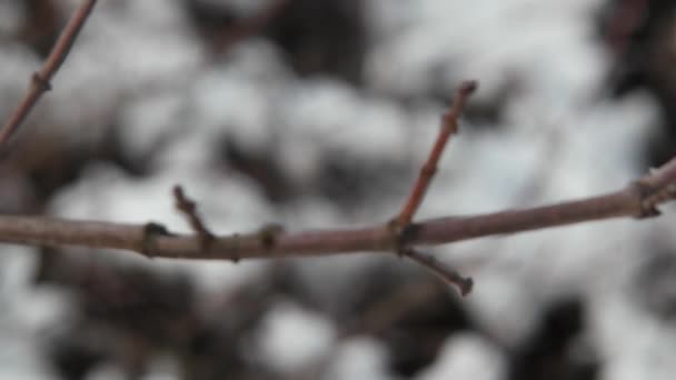 Gałęzie Drzew Zimowym Niebie — Wideo stockowe
