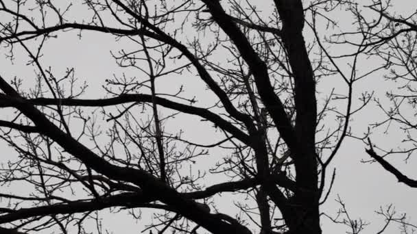 Κλαδιά Δέντρων Ενάντια Στον Χειμερινό Ουρανό — Αρχείο Βίντεο