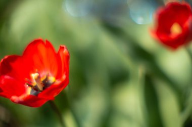 çimen yeşil arka plan üzerinde kırmızı lale