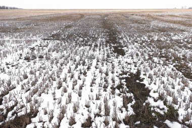 Ağaçlar ve karla kaplı kış manzarası