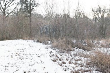 Ağaçlar ve karla kaplı kış manzarası