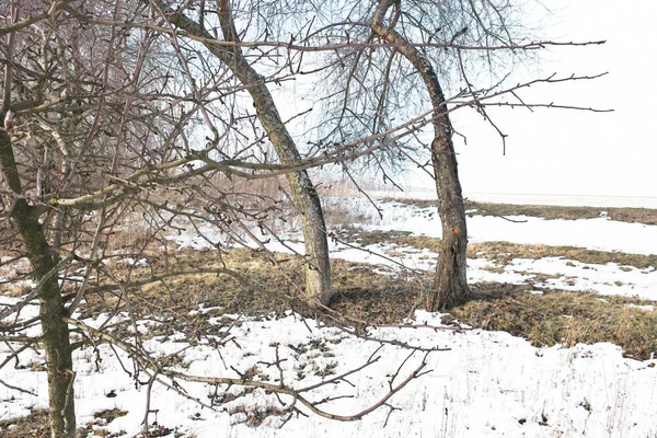 Paisagem Inverno Com Árvores Neve — Fotografia de Stock