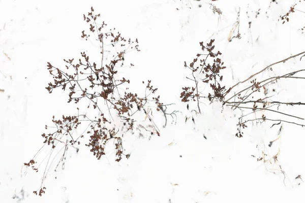Paisagem Inverno Com Árvores Neve Fotografia De Stock