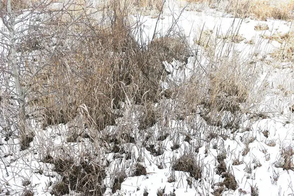 Geçen kış öğle vakti çimlere kar yağdı.