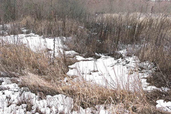 Ostatniej Zimy Śnieg Trawie Południe — Zdjęcie stockowe