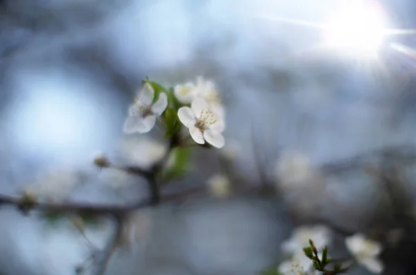 Слива Цветет Закате — стоковое фото
