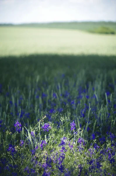 Flores Silvestres Azules Campo Verano — Foto de Stock