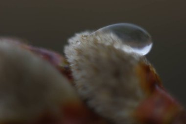 Söğüt ağacının tomurcuğunda bir çiy damlası