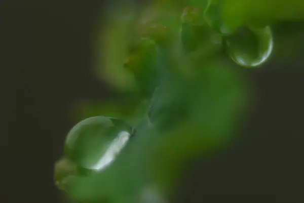 Goutte Rosée Sur Une Feuille Printemps Verte — Photo