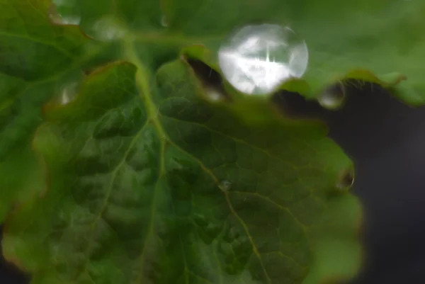 Goutte Rosée Sur Une Feuille Printemps Verte — Photo