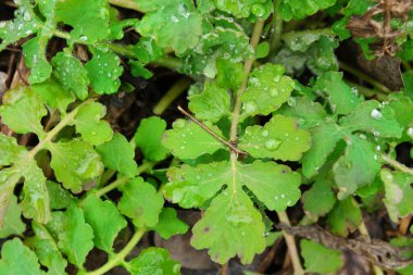 Yeşil bir yaprağın üzerindeki çiy damlası