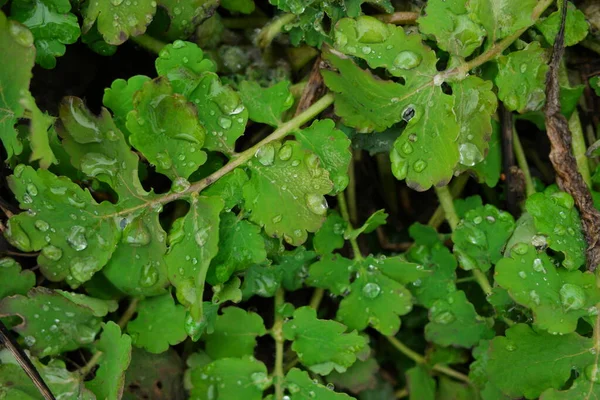 Yeşil Bir Yaprağın Üzerindeki Çiy Damlası — Stok fotoğraf