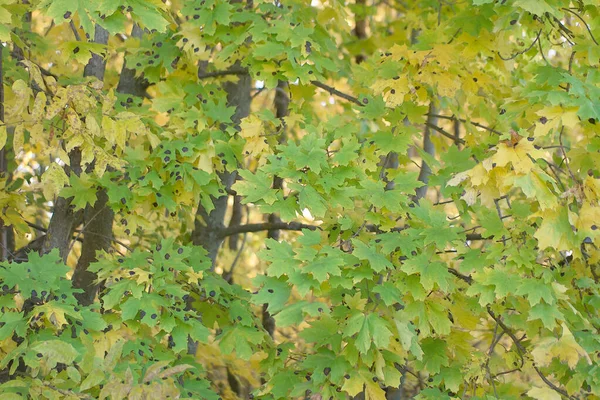 Foglie Acero Sull Albero — Foto Stock