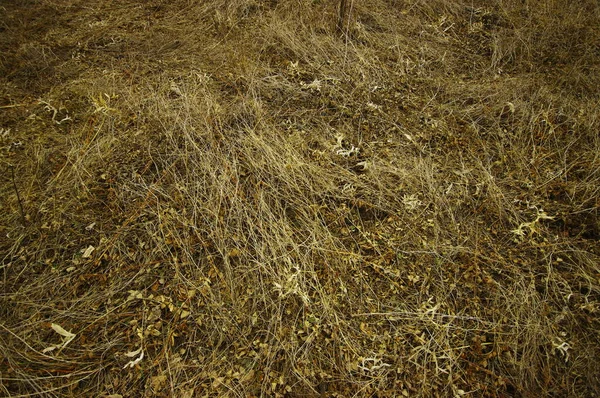 Beautiful Field Grass Winter Cloudy Evening — Stock Photo, Image