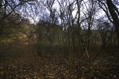 Kışın sonunda bulutlu bir günde güzel ağaçlar