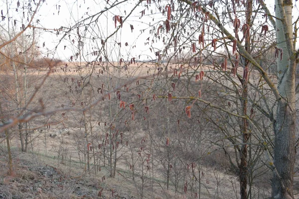 Beautiful Red Pussy Willow Blooming Early Spring — Φωτογραφία Αρχείου