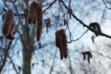 Güzel kırmızı vajina Söğüt çiçeği ilkbaharın başlarında