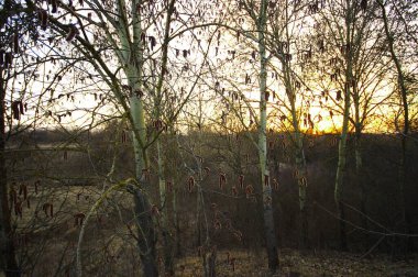 Güzel kırmızı vajina Söğüt çiçeği ilkbaharın başlarında