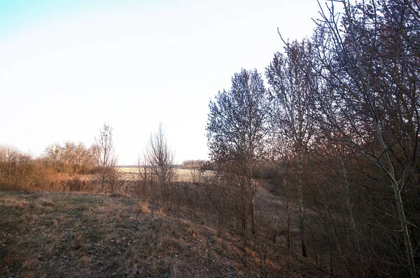 Beaux Arbres Avec Des Branches Sans Feuilles Printemps Midi Dans — Photo