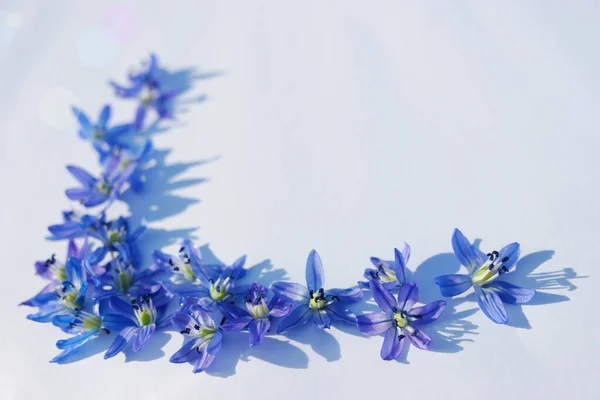 Bellissimi Piccoli Bucaneve Blu Sfondo Bianco — Foto Stock