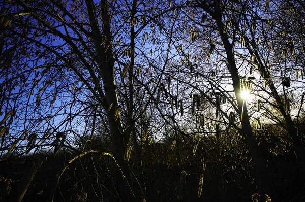 Coucher Soleil Ensoleillé Début Printemps Travers Les Branches Saule Chatte — Photo