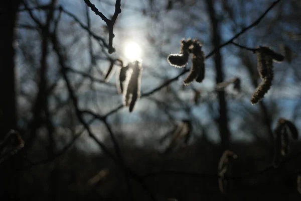 Belle Chatte Saule Floraison Début Printemps Dans Vent Contre Coucher — Photo