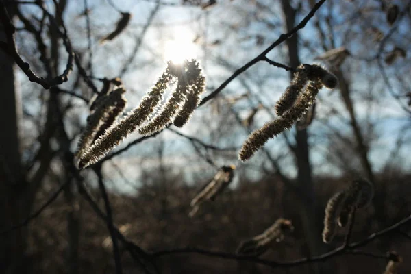 beautiful pussy willow blooming in early spring in the wind against a sunset