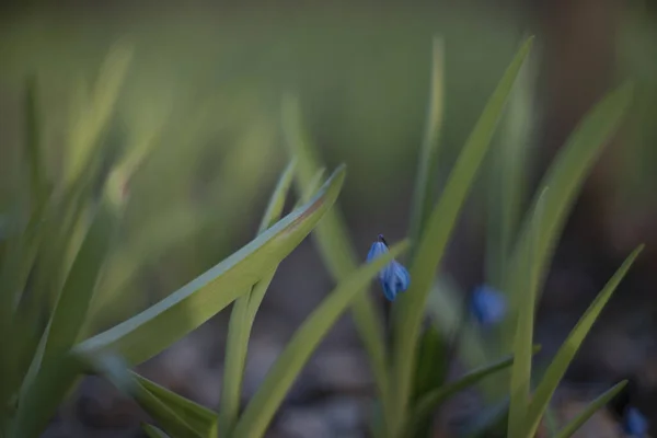 Fiori Blu Primavera Uno Sfondo Floreale Sfocato — Foto Stock