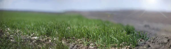 Green Field Wheat Seedlings — Stock Photo, Image