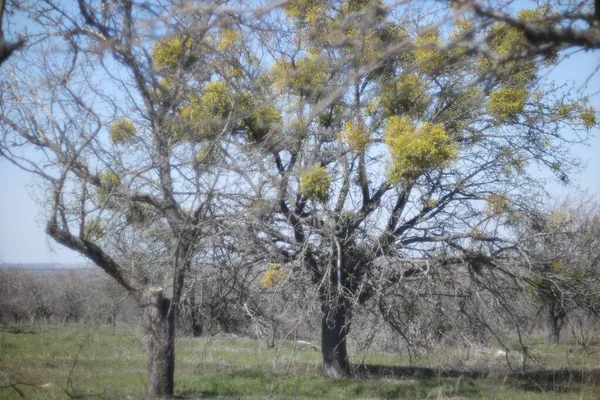 Visco Verde Brilhante Uma Árvore Maçã Sem Folhas Fotografia De Stock