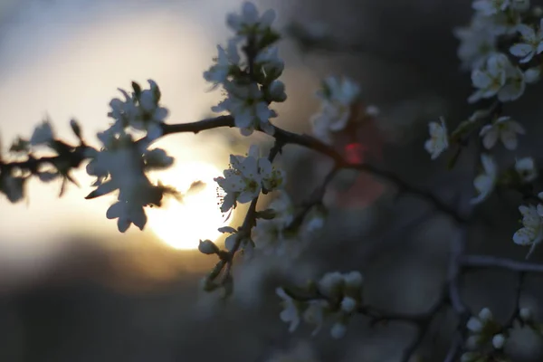 Weiße Wilde Pflaumenblüten Gegen Sonnenuntergang Und Rote Sonnenstrahlen — Stockfoto
