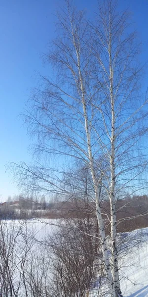 Árvore Lago Inverno — Fotografia de Stock