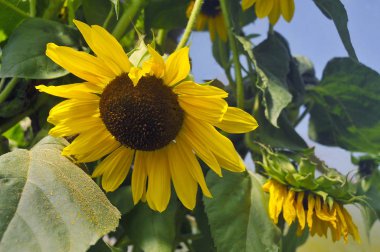 Ayçiçeği ile Bahçe natürmort