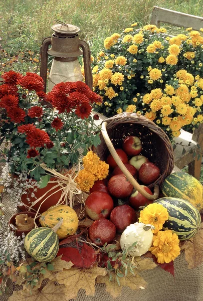 Coleta de frutas no jardim — Fotografia de Stock