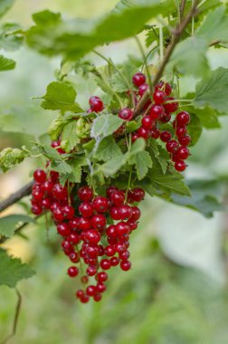 Bahçede yeşil yapraklı bir dalda kırmızı frenk üzümü..