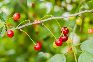 Dalında çiy damlalarıyla olgun kirazlar.