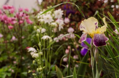 Renkli bahçe bitkilerinin arka planında yumuşak sarı ve mor taç yaprakları ve doğada yeşil çimenler olan gümüşi bir çiçek..