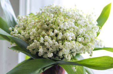 Pencerenin kenarında duran kırmızı ve sarı vazoda yeşil yapraklı bir buket beyaz zambak..