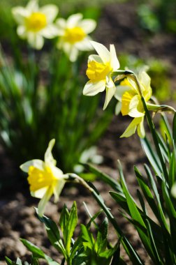 Yeryüzünün arka planında beyaz-sarı nergis çiçekleri ve doğadaki yeşillik.