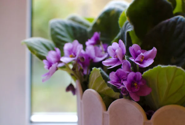 Light purple flowers of indoor violets with dark leaves on the background of the window.